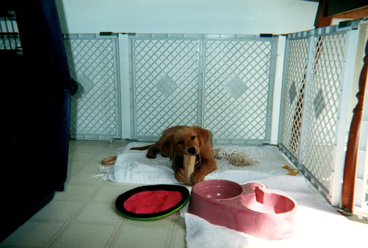A young golden retriever lying on a towel inside a white puppy pen, holding a large chew in its front paws, with a feeding bowl and a flying disc in front