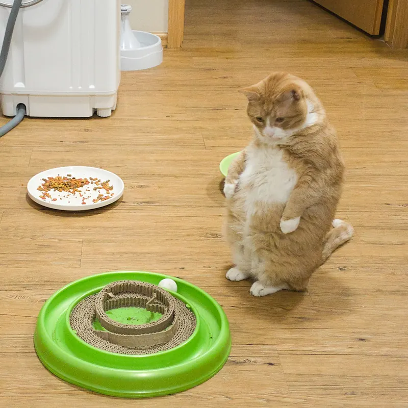 An orange and white cat sits up on its hind legs beside a green ball track toy on a wooden floor