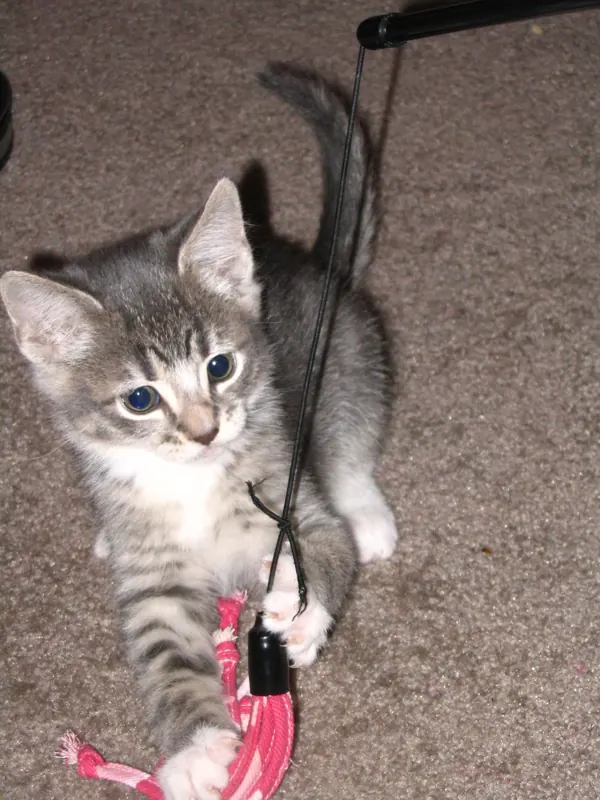 A grey tabby kitten grips a pink lure hanging from a rod toy, claws out, on a carpet