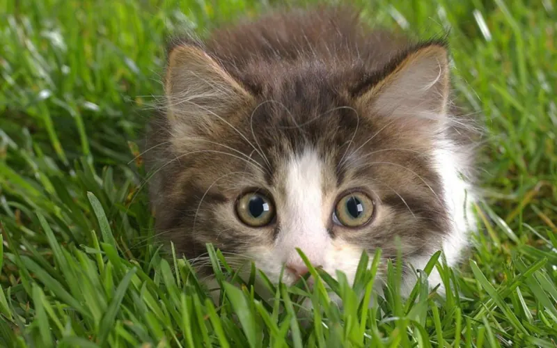 A fluffy tabby and white kitten crouches low in green grass with wide eyes, ready to spring