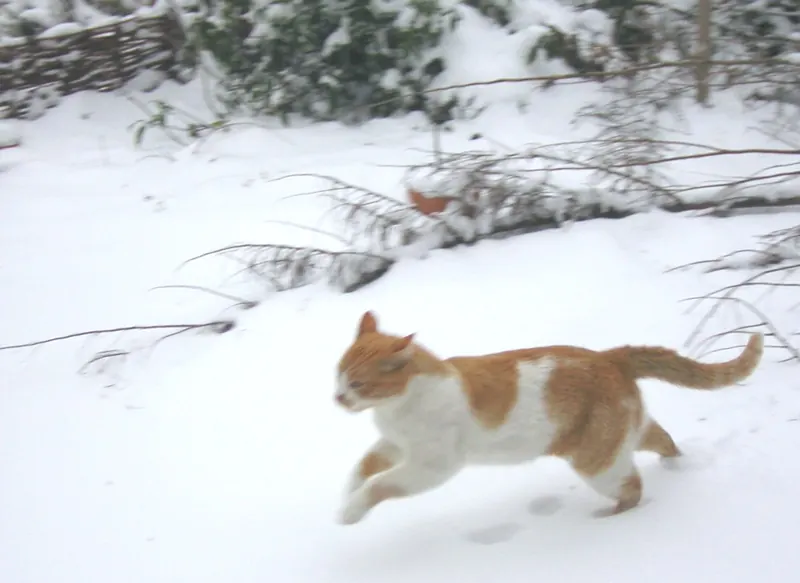 An orange and white cat runs flat out through snow past bare bushes with its tail held straight out behind