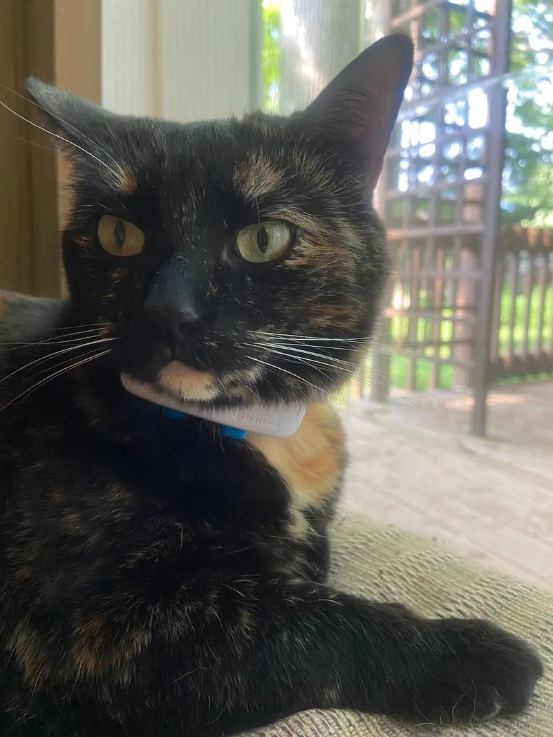 A black and orange tortoiseshell cat lying on a porch mat looks at the camera, with a small white tracker unit clipped to a blue collar under its chin