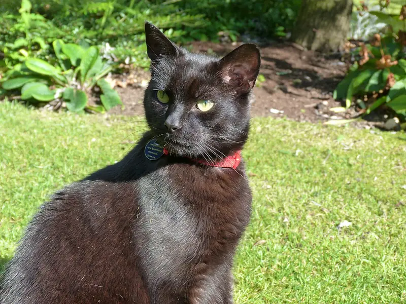 A dark brown and black cat sits on a sunny lawn wearing a red collar with a round dark tag that says it is identified by a microchip