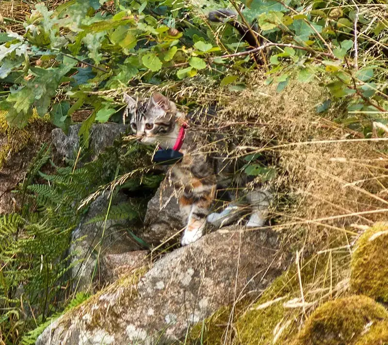 A young tabby and white kitten wearing a red collar with a dark tracking unit picks its way between mossy rocks, ferns and oak leaves