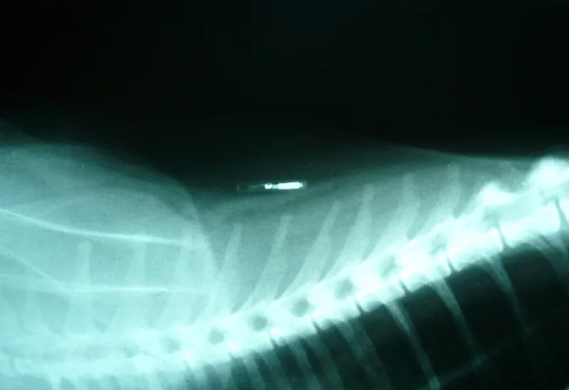Side view X-ray of a cat's chest and spine with a small bright rice-shaped identification microchip visible under the skin above the shoulder blades