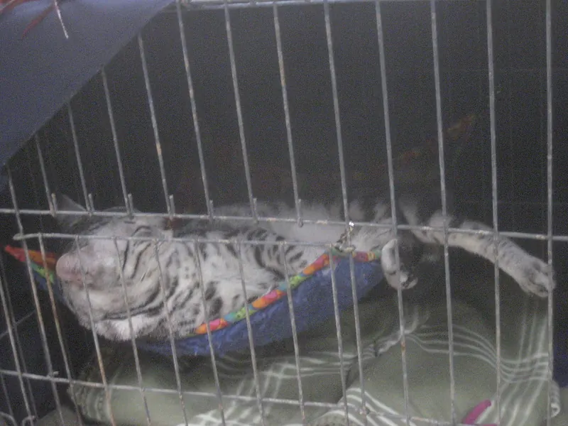 A silver tabby cat lies stretched out on its back in a fabric hammock clipped to the bars inside a wire crate