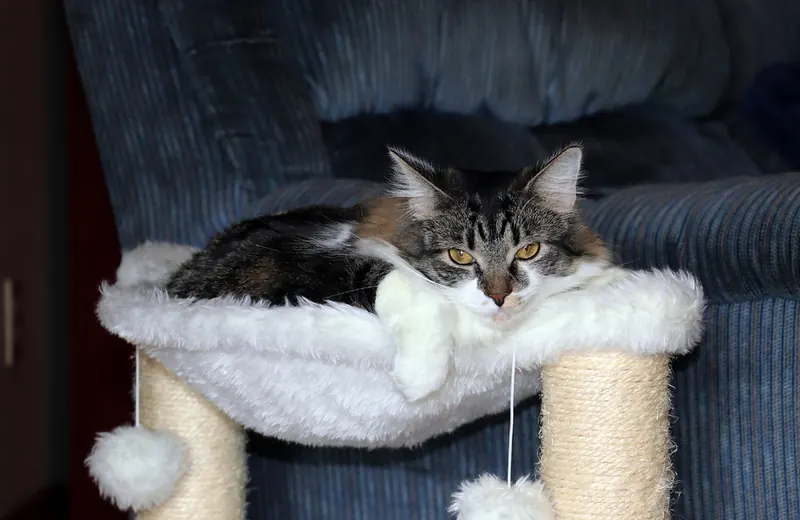 A tabby and white cat lies in a white fleece hammock held between two sisal wrapped posts with dangling pom pom toys, on a blue armchair