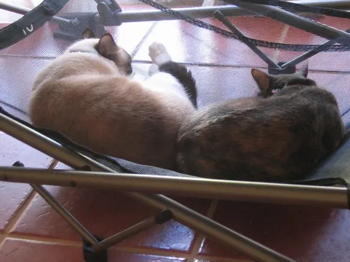 Two cats curled up side by side on a dark mesh sling stretched over a low metal frame on a terracotta tile floor