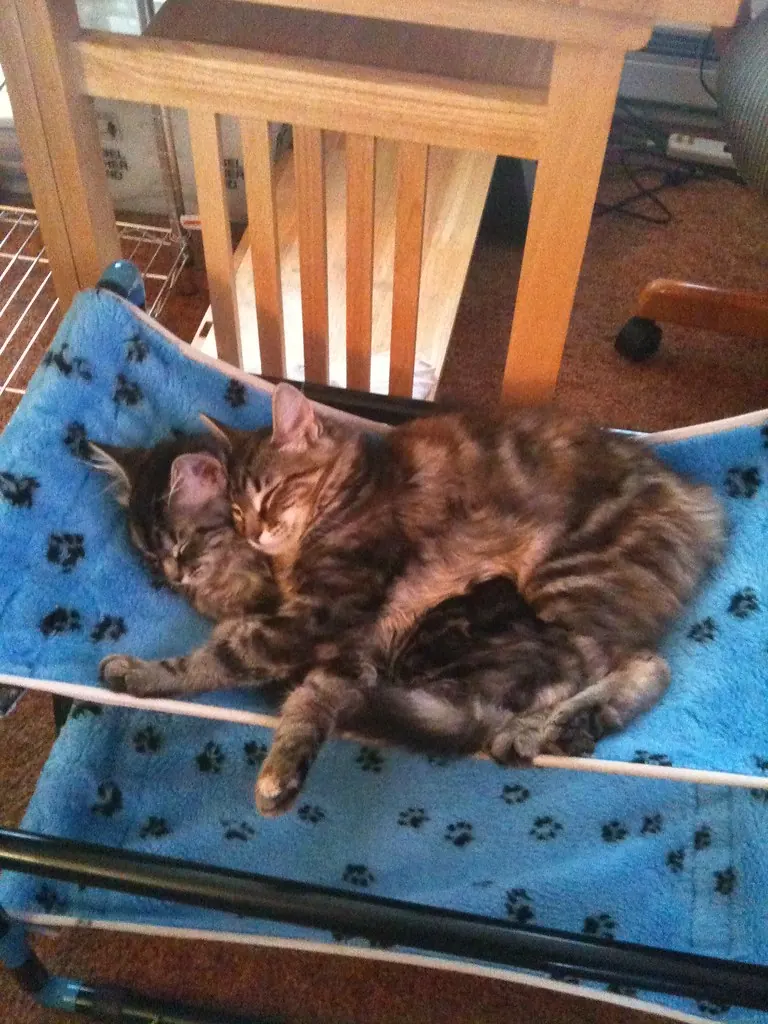 Two tabby cats sleep curled against each other on a blue paw print fleece hammock stretched across a low frame beside a wooden chair