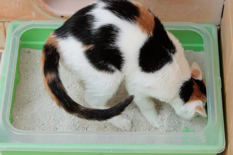 A calico kitten with black, orange and white patches sniffs and digs in a green open litter box filled with fine grey clay litter