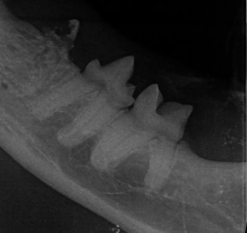 Grey and black dental X-ray of a cat's lower jaw showing several premolar and molar teeth, one affected by tooth resorption