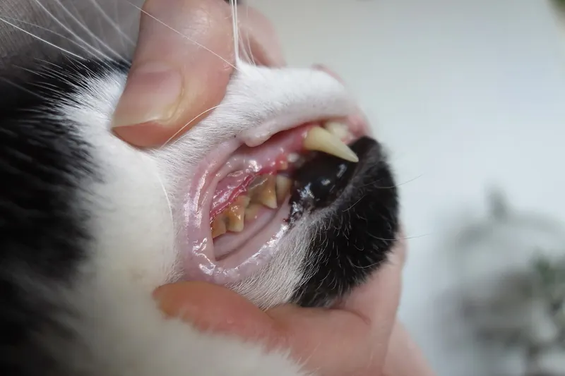 A person holds a black and white cat's lips open to show yellow brown tartar on the back teeth and reddened gums