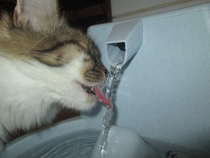 A tabby and white cat licks a stream of water flowing from the spout of a light blue pet drinking fountain