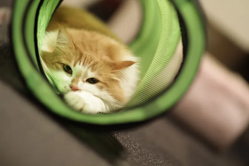 A ginger and white long-haired cat lying inside a green fabric cat tunnel, looking out through the round opening with its paw tucked under its chin