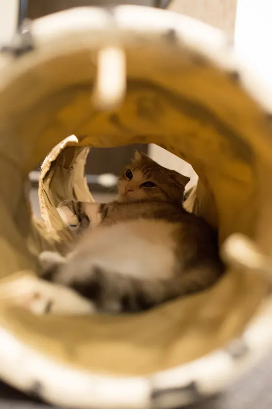 A tabby and white cat lying on its side deep inside a beige fabric cat tunnel, photographed down the length of the tube