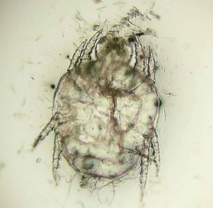 Microscope image of a pale, oval Cheyletiella mite with long legs and hook shaped mouthparts collected from a dog