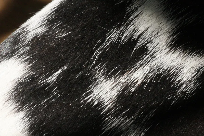 Close up of a black and white dog coat with many small white flakes of dead skin caught between the hairs