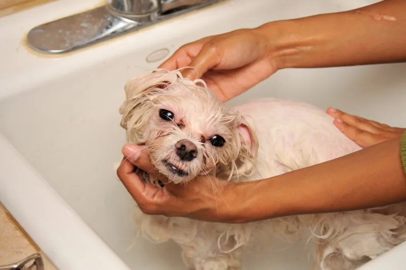 Two hands massage shampoo lather into the wet white coat of a small dog standing in a white sink