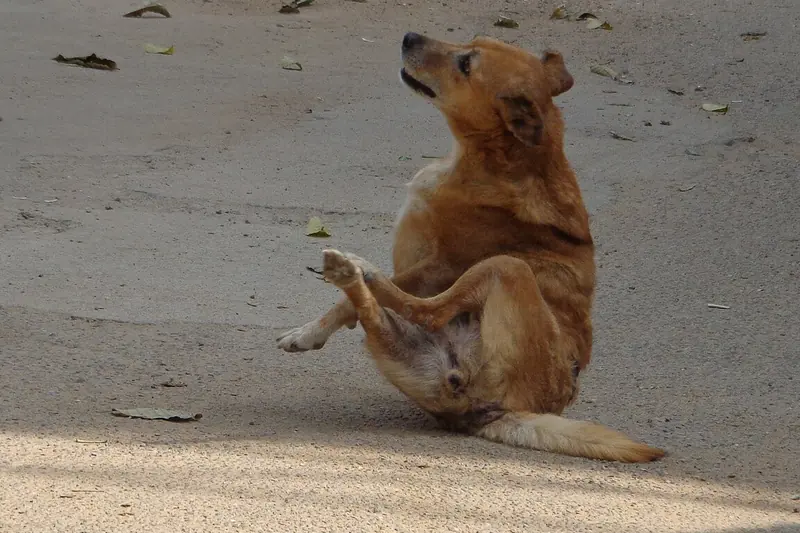 A tan short haired dog sits on a dusty road and scratches its neck with a raised hind leg