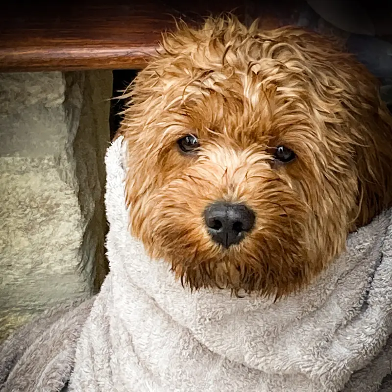 A wet red curly coated dog wrapped snugly in a grey towel looks at the camera while it dries off