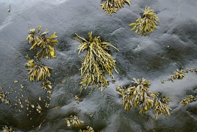 Clumps of olive green and yellow knotted wrack seaweed, Ascophyllum nodosum, clinging to a wet dark rock at low tide