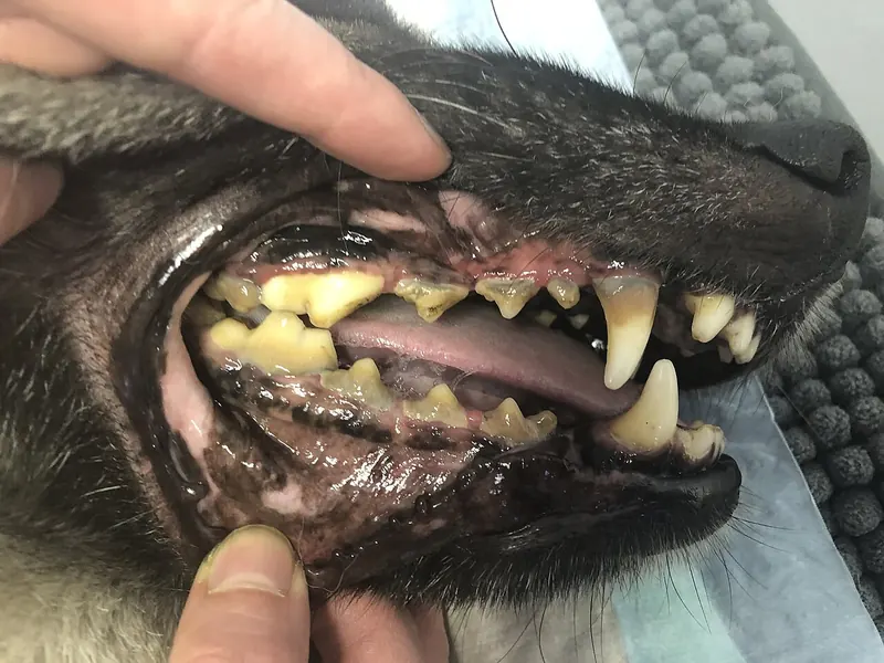Close up of an adult dog's open mouth held by a person's fingers, showing thick yellow brown tartar on the back teeth and red, receding gums
