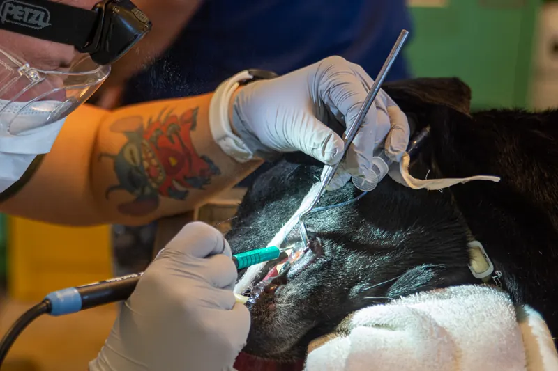 A gloved veterinary team member uses a powered dental scaler and a probe on the teeth of a black dog lying asleep on a towel, with a breathing tube tied in place