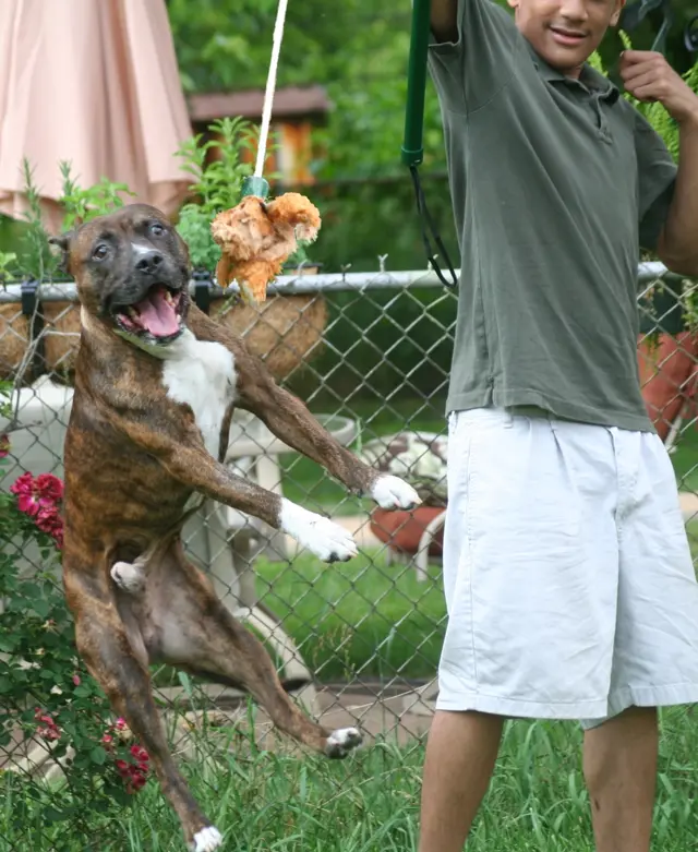 A brindle and white dog leaping on its hind legs toward a plush lure hanging from a flirt pole held by a boy in a backyard