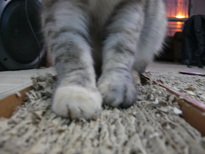Close view of a grey tabby cat's front paws resting on a well used corrugated cardboard scratch pad on a tiled floor