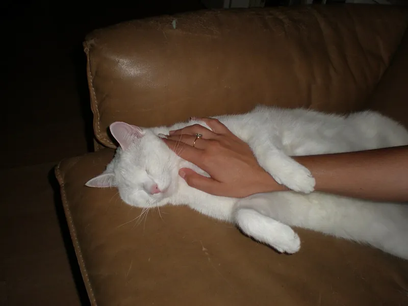 A white cat lies stretched out asleep on a worn tan leather sofa while a person strokes its head, with small scratch marks visible on the sofa back
