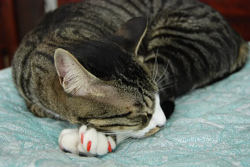 A brown tabby cat with white paws sleeps curled on a light blue patterned bedspread, its front claws covered with bright red soft nail caps