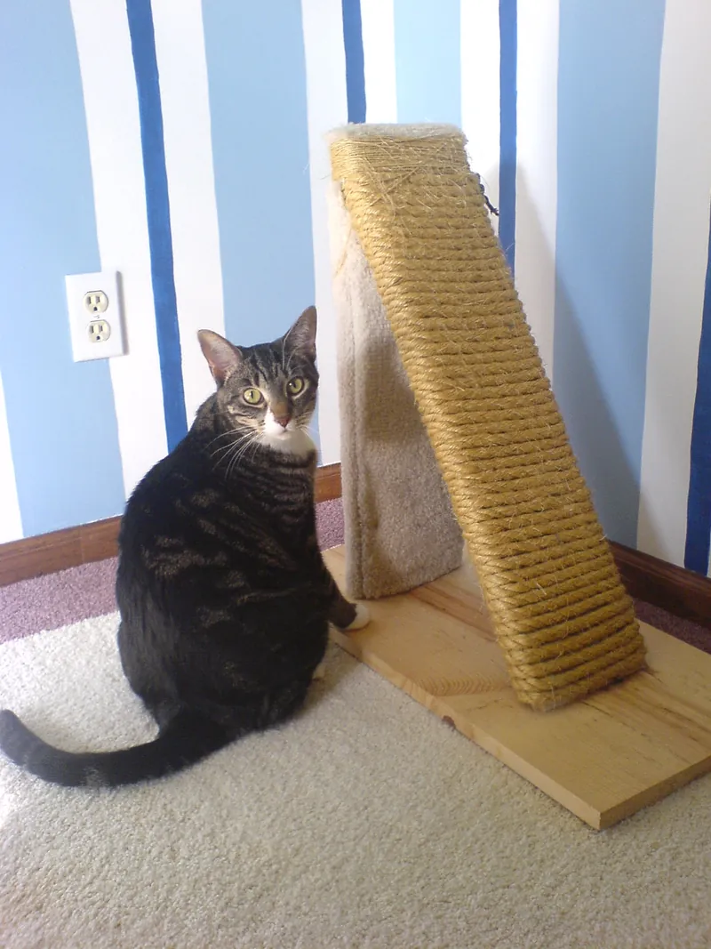 A brown tabby cat with a white chin sits beside a homemade inclined scratching post wrapped in sisal rope on a wooden base, against a blue and white striped wall