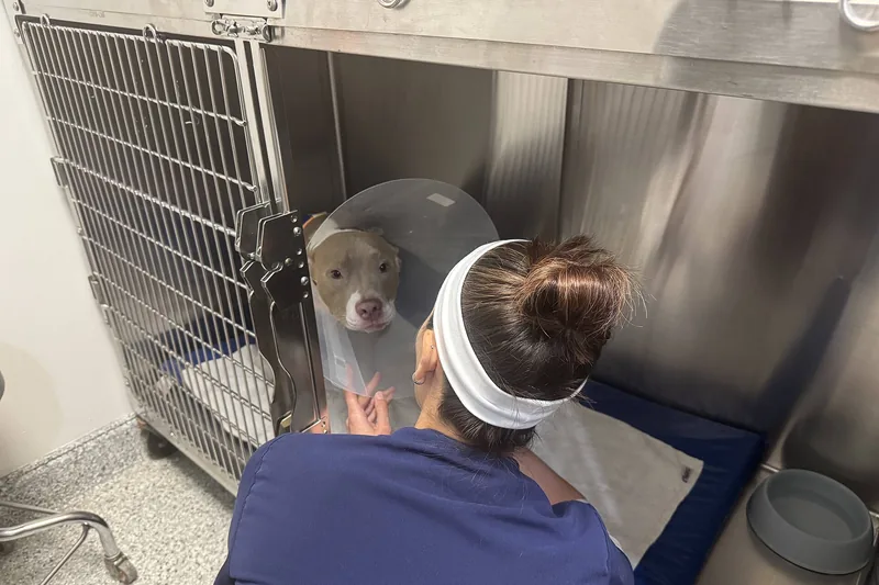 A veterinary staff member in blue scrubs tends to a dog wearing a clear plastic Elizabethan collar inside a metal recovery kennel