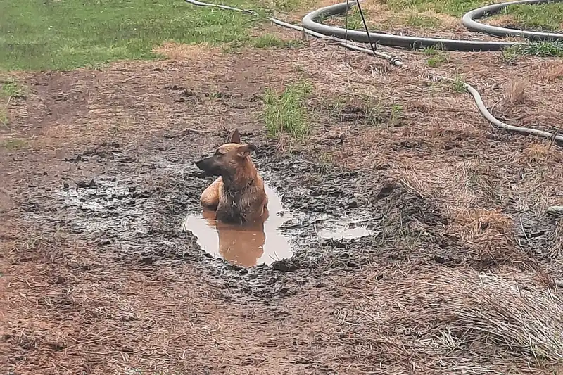 A tan dog sits happily in a muddy puddle on bare ground in an open field