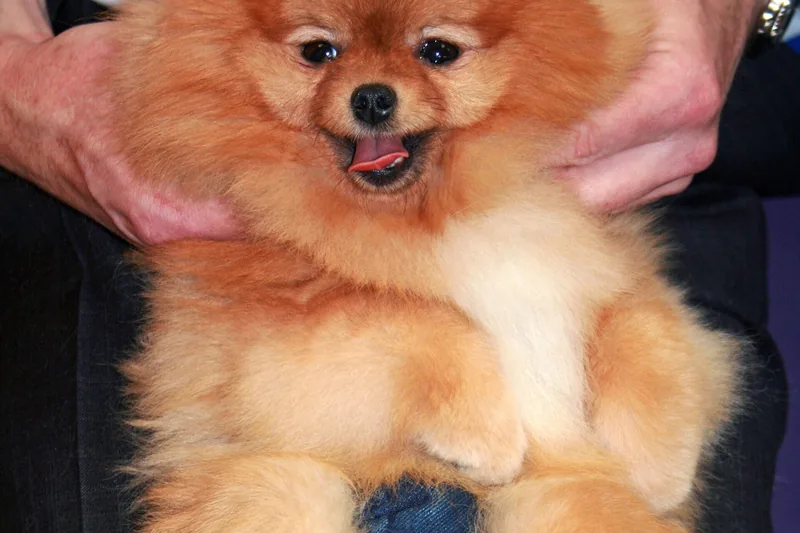 A fluffy orange Pomeranian sits relaxed in a person's lap while being held and groomed before a dog show