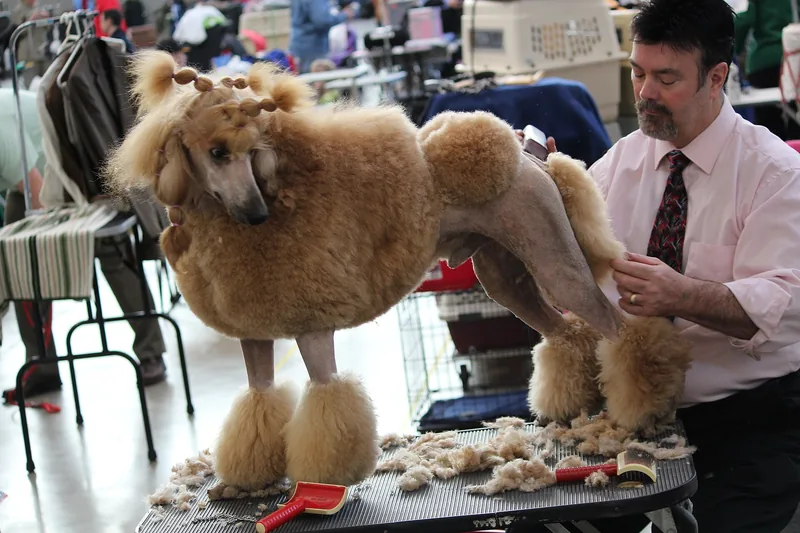 A groomer works on a standard poodle with a show clip standing on a grooming table, with clipped hair, brushes and combs around its feet
