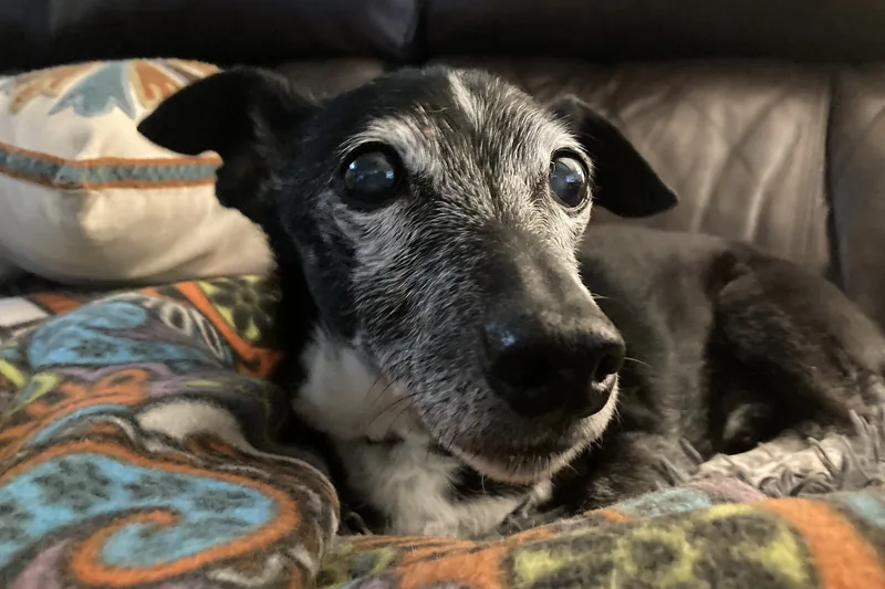 A senior black and white mixed breed dog with a gray muzzle rests on colorful blankets on a leather sofa