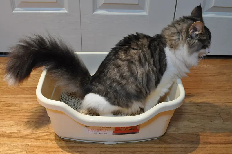 A long haired grey tabby and white cat squats in a cream plastic litter tray filled with grey pellet litter, on a wooden floor