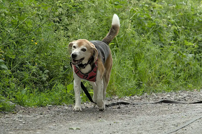 A happy senior Beagle trotting toward the camera on a gravel path beside tall green plants, wearing a red padded harness with a black leash trailing behind