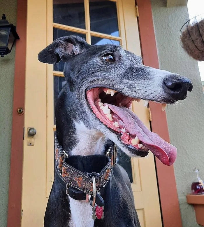 A black and white Greyhound with its mouth open and tongue out, photographed from below on a porch, wearing a wide patterned martingale collar with a chain loop and a red tag