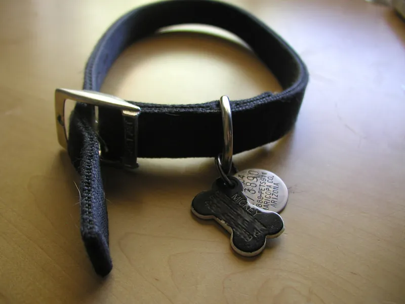 An empty black nylon flat collar with a steel pin buckle lying on a wooden table, with a bone shaped name tag and a round county license tag hanging from the D-ring