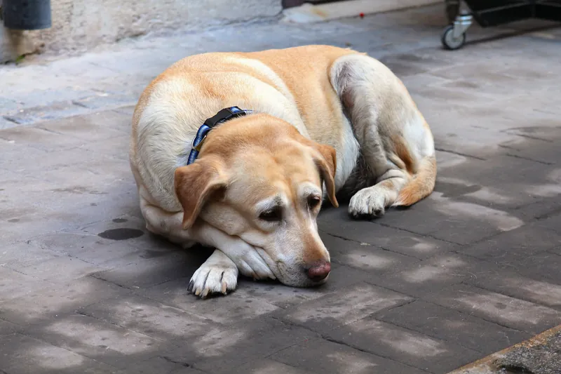 A senior yellow Labrador Retriever lying on a paved sidewalk with its chin on its front paws, wearing a dark blue flat collar that sits mid neck