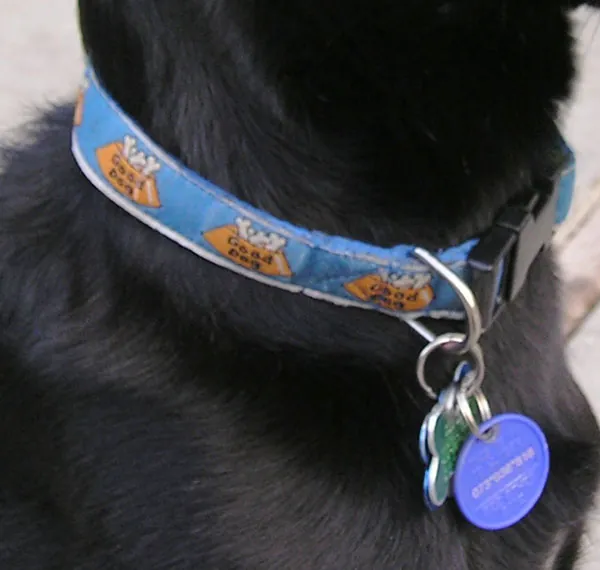 Close view of a black dog wearing a blue nylon flat collar printed with Good Dog bowls, closed with a black plastic quick-release side clip, with round metal ID tags hanging from the D-ring