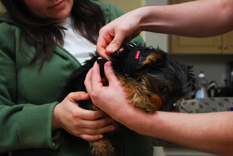 A woman in a green hoodie adjusts a small black harness on a Yorkshire Terrier puppy held in her arms in a kitchen