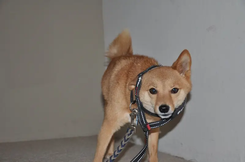 A red Shiba Inu stands on a carpeted step with a dark harness that has slipped up around its face, and a braided leash clipped to the front ring