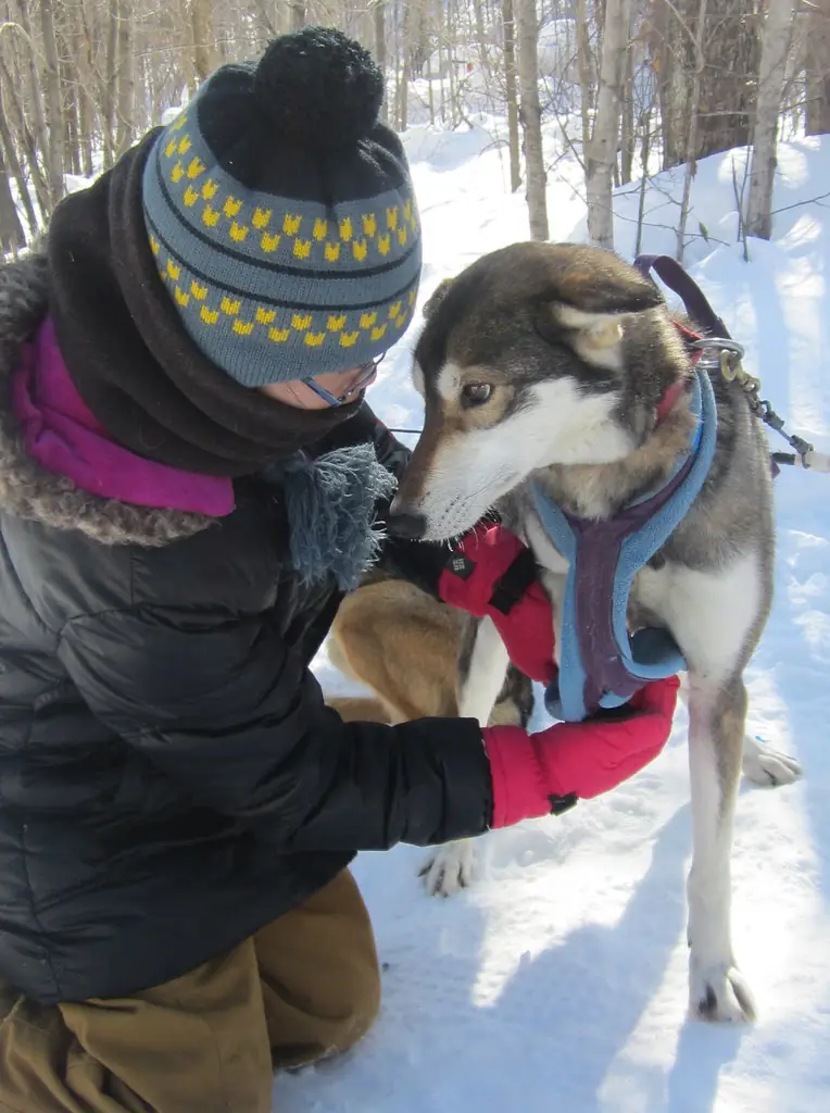A woman in a knitted hat kneels in the snow to fit a padded sled dog harness onto a husky type dog