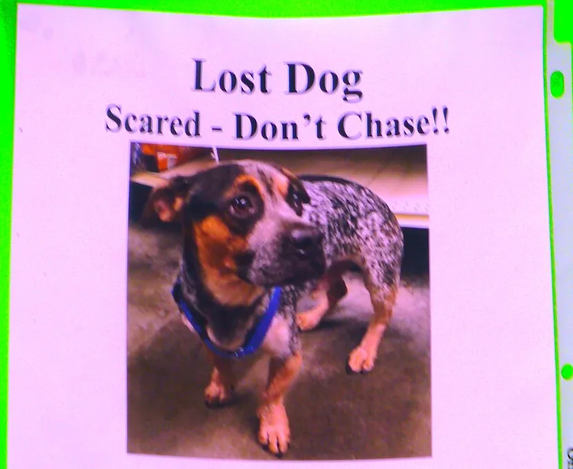 Lost dog flyer pinned to a tree reading Lost Dog, Scared, Don't Chase, with a photo of a small blue heeler mix