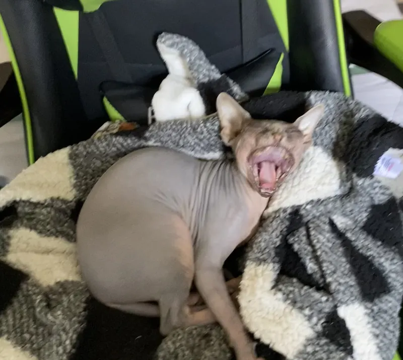 A hairless Sphynx cat yawns while lying on a thick black and white fleece blanket spread over a gaming chair