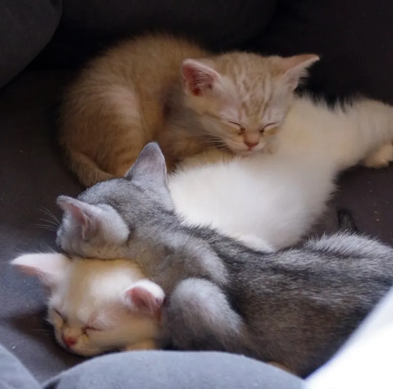 Four young kittens, ginger, white and grey, sleep piled together on a dark grey cushioned bed