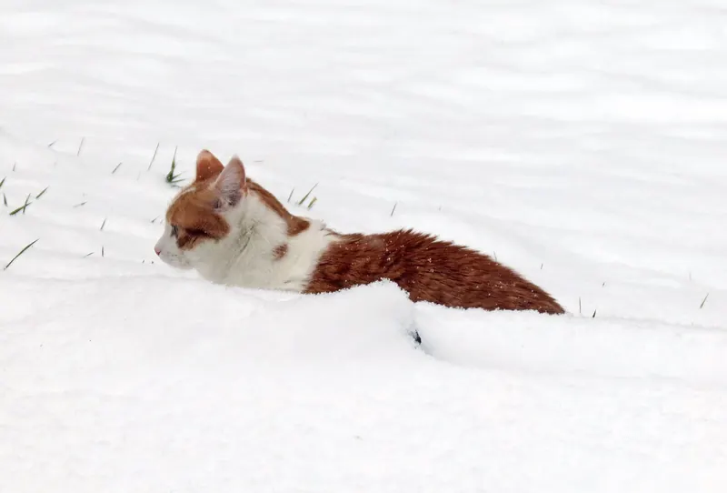 An orange and white cat crouches low in deep fresh snow, looking ahead